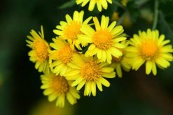 菊花苗的種植方法，建議在清明前后進行種植"