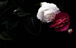 玫瑰和月季的區(qū)別，介紹六種不同區(qū)別方法"