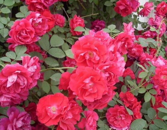 薔薇花的養殖方法和注意事項，八大養殖方法和注意事項"