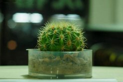 仙人球的繁殖方法，以下三種繁殖方法必須要掌握"