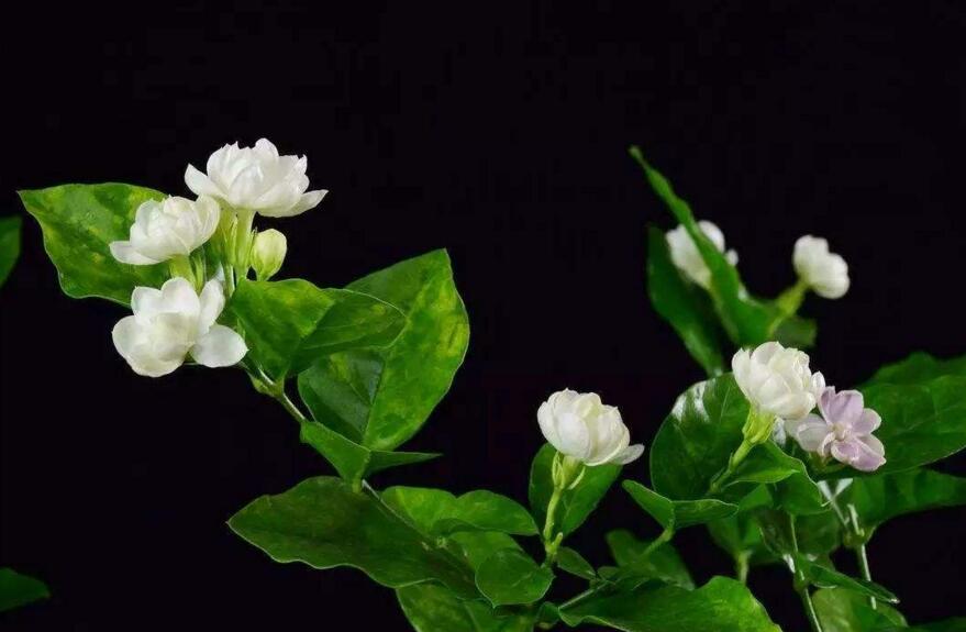 茉莉花如何一年開花幾次，一年開3次的方法"