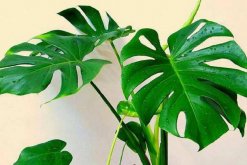 龜背竹一盆養(yǎng)幾棵好，根據(jù)花盆的大小形狀來(lái)決定"