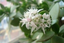 玉樹什么時候開花，冬末春初開花"