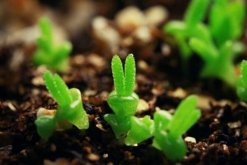 碧光環(huán)種子的種植方法，可以通過(guò)以下4步來(lái)進(jìn)行"