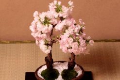 櫻花怎么養才能長的好，櫻花日常養護5大要點"