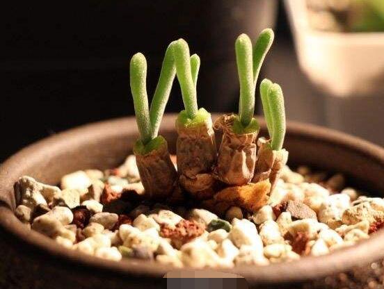 碧光環怎么播種，做好五個步驟三天快速發芽"
