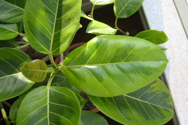 橡皮樹(shù)葉子卷怎么補(bǔ)救，增加溫度追肥換土"