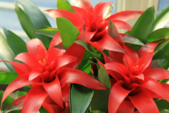鴻運當頭花發黑怎么辦，分根種植可再次開花"