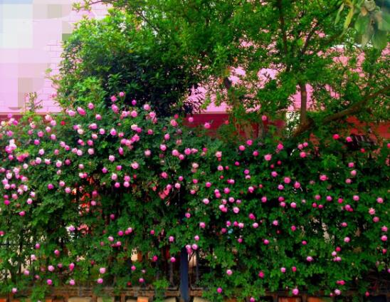 薔薇花的養殖方法，掌握八大方法就可養好"