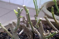 茉莉過冬枝條要剪光嗎，剪去病弱殘枝就行"
