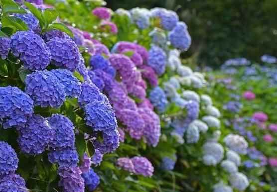 繡球花幾月扦插，二月萌芽扦插最佳"