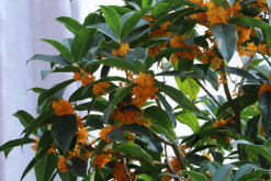 桂花的養殖方法和注意事項，桂花養殖5大要點"