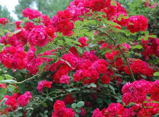 薔薇花怎么修剪，薔薇花修剪方法"