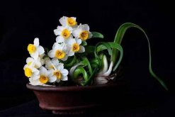 水仙花有什么用處，凈化空氣、室內觀賞"
