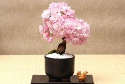 櫻花的繁殖方法，扦插、播種、嫁接、分株都可以進繁殖"