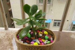 如何養燕子掌，養好燕子掌必須要掌握的技巧"
