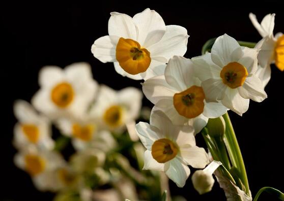 水仙花怎么施肥，水仙花施肥方法"