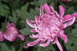 菊花花期需要施肥嗎，適當施撒磷鉀肥"