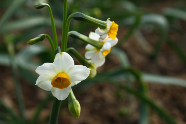 水仙花什么時候開花，春季1~3月份綻放"