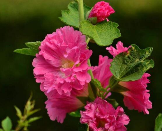 木芙蓉花怎么修剪，在每年萌芽和花謝后修剪最佳"