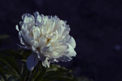 芍藥花花語是什么啊，情有所鐘/難舍難分"