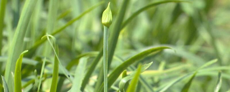 韭菜多長時間出苗"