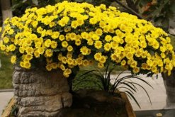 室內適合養菊花嗎，可以養殖但要注意花頭有毒"
