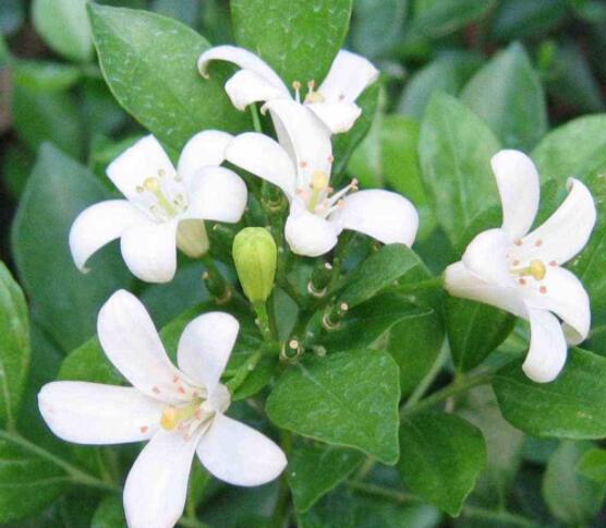 九里香每年開多少次花，一年獨開一次花(花期4-8月)"