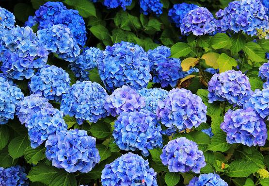 藍繡球花語是什么，代表著背叛、見異思遷(純凈)"