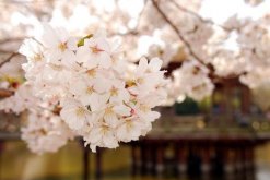 櫻花適合北方種植嗎，控制好溫度北方也能進(jìn)行種植"