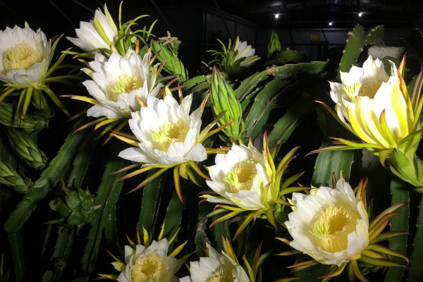 霸王花是火龍果的花嗎，答案是否定的