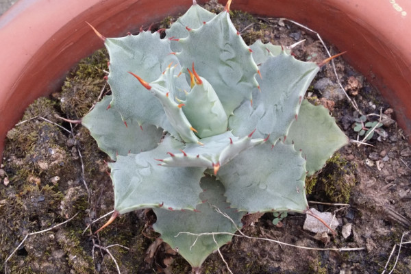 多肉植物溫度低凍傷處理方法，及時修剪盡快增溫"