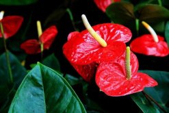 紅掌怎么繁殖，常見有分株、播種、扦插三種繁殖方法"