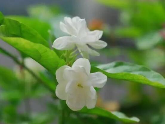 茉莉花的養(yǎng)殖方法，老總總結(jié)七大基本養(yǎng)殖方法"
