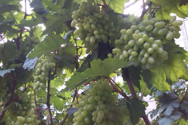葡萄苗什么時候種植好，建議在秋季就播種"