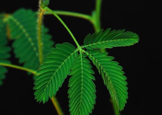 含羞草有什么功能，趣味性十足、預測天氣、凈化空氣"