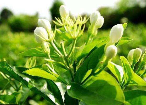 茉莉花施什么肥好，茉莉花施磷鉀肥和有機肥最好"