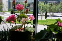 室內荷花冬天怎么養，保證溫度并加強光照"