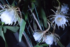 曇花花后如何處理，及時進行修剪并補充養分"