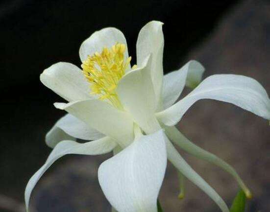 土培水仙花怎么澆水，土培水仙花澆水方法"