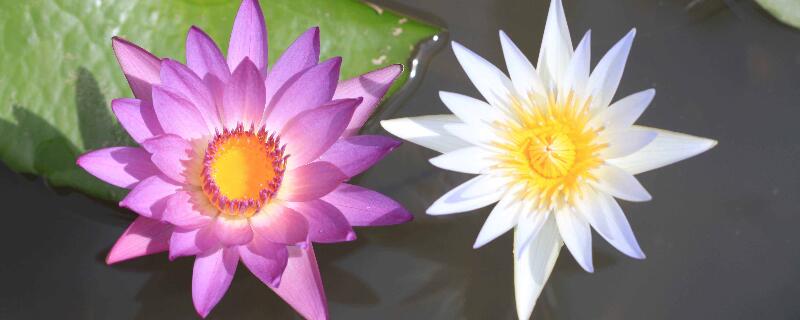 早上開花晚上閉花的花"