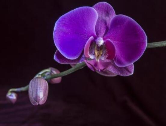蝴蝶蘭開花前怎么養(yǎng)護(hù)，教你五種好方法花開的茂盛"