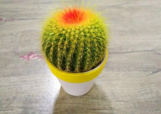 怎樣養仙人球容易開花，記住五個要點花開爆盆"