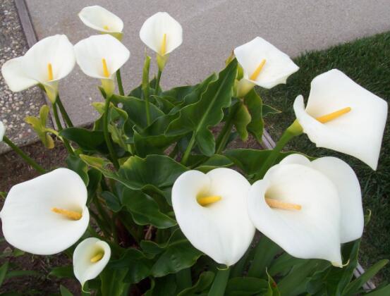 馬蹄蓮花語代表什么，代表著純潔無瑕、氣質(zhì)高雅"
