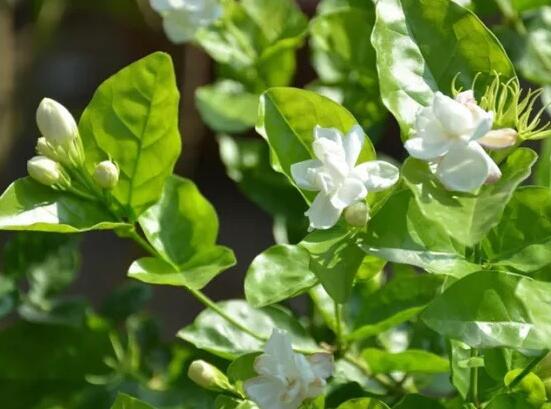 茉莉花常見的病蟲害及其防治方法，老農總結最常見四種病蟲害"