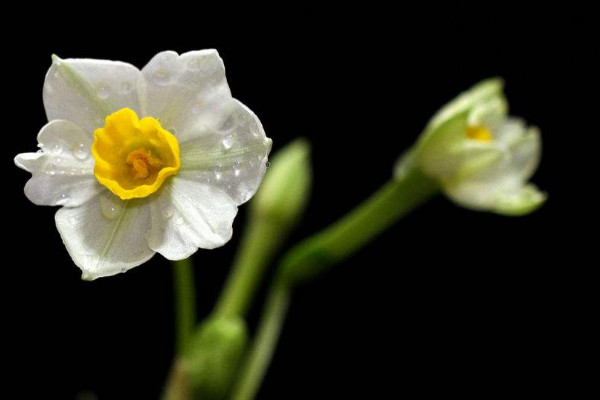 水仙花開敗后怎么處理，四個方法處理水仙花"
