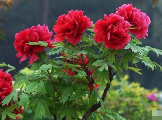 牡丹花可以水培嗎，牡丹花水培方法"