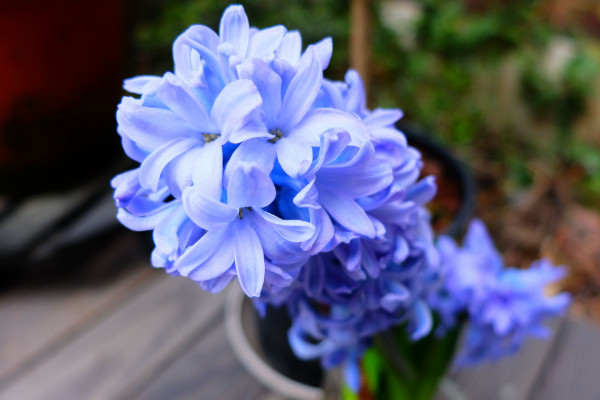 風信子花謝了怎么處理，在沙土中保存種球