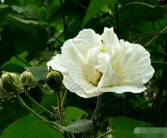 白色芙蓉花花語(yǔ)是什么，代表著早熟、纖細(xì)之美、純潔"
