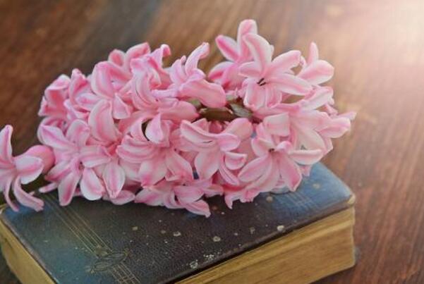 風信子的傳說，古希臘神話中的爛漫之花"
